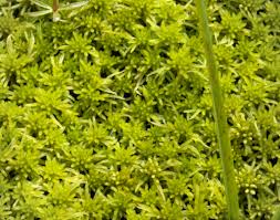 Attēlu rezultāti vaicājumam “Sphagnum angustifolium”