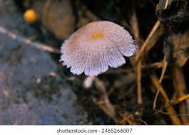 Attēlu rezultāti vaicājumam “Symphytocarpus flaccidus spores”