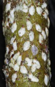 Attēlu rezultāti vaicājumam “Chionaspis salicis imago”