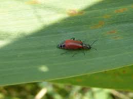 Attēlu rezultāti vaicājumam “Anthocomus rufus”
