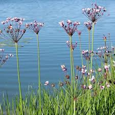 Attēlu rezultāti vaicājumam “Butomus umbellatus flower”
