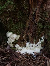 Attēlu rezultāti vaicājumam “Brefeldia maxima spores”