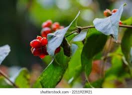 Attēlu rezultāti vaicājumam “Lonicera ferdinandii”