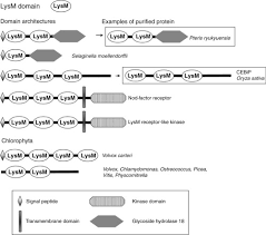 Attēlu rezultāti vaicājumam “Cinclidotus danubicus cells”