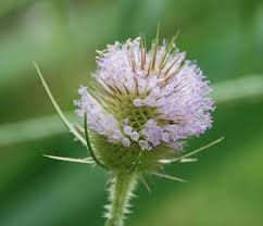 Attēlu rezultāti vaicājumam “Dipsacus fullonum flower”