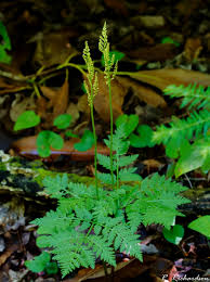 Attēlu rezultāti vaicājumam “Botrychium virginianum”
