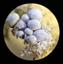 Attēlu rezultāti vaicājumam “Badhamia foliicola”