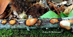 Attēlu rezultāti vaicājumam “Dichomitus campestris”