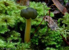 Attēlu rezultāti vaicājumam “Leotia lubrica”