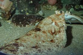Image result for Microstomus kitt