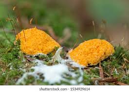 Attēlu rezultāti vaicājumam “Fuligo septica cf. rufa plasmodium”