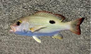 Image result for Lutjanus mahogoni