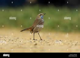 Attēlu rezultāti vaicājumam “Luscinia svecica”