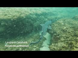 Image result for Poroderma pantherinum