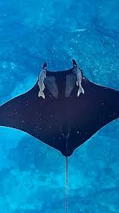 Image result for Mobula birostris