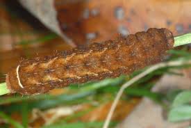 Attēlu rezultāti vaicājumam “Diarsia brunnea”