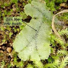 Attēlu rezultāti vaicājumam “Marchantia polymorpha”