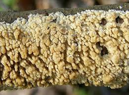 Attēlu rezultāti vaicājumam “Basidioradulum radula”