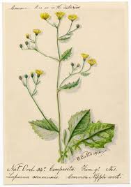 Attēlu rezultāti vaicājumam “Lapsana communis”