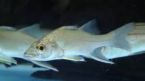 Image result for Centropomus parallelus