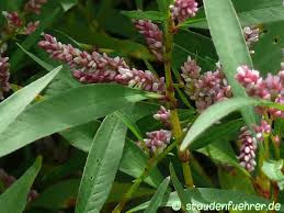 Attēlu rezultāti vaicājumam “Persicaria maculosa leaf”