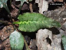 Attēlu rezultāti vaicājumam “Cribraria ferruginea stalked”
