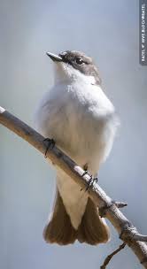 Attēlu rezultāti vaicājumam “Ficedula hypoleuca”