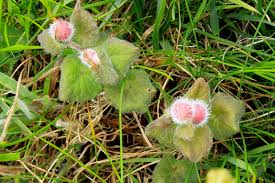 Attēlu rezultāti vaicājumam “Liposthenes glechomae”