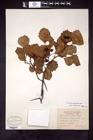 Attēlu rezultāti vaicājumam “Crataegus chrysocarpa”