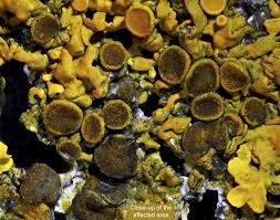 Attēlu rezultāti vaicājumam “Xanthoriicola physciae”