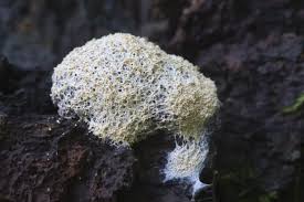 Attēlu rezultāti vaicājumam “Ceratiomyxa fruticulosa macro”