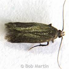 Attēlu rezultāti vaicājumam “Scythrididae”