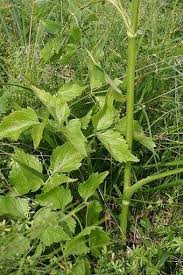 Attēlu rezultāti vaicājumam “Angelica palustris”