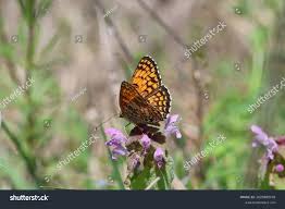 Attēlu rezultāti vaicājumam “Melitaea phoebe”