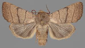 Attēlu rezultāti vaicājumam “Charanyca trigrammica”