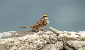 Image result for Zonotrichia albicollis