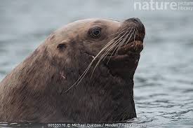 Image result for Eumetopias jubatus