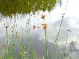 Attēlu rezultāti vaicājumam “Schoenoplectus lacustris subsp. glaucus flower”