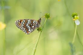 Attēlu rezultāti vaicājumam “Melitaea phoebe underside”