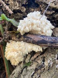Attēlu rezultāti vaicājumam “Henningsomyces candidus”