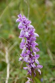 Attēlu rezultāti vaicājumam “Orchis mascula bud”