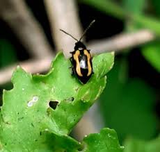 Attēlu rezultāti vaicājumam “Phyllotreta sp.”