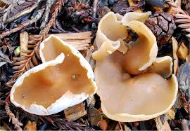 Attēlu rezultāti vaicājumam “Peziza repanda”