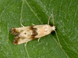 Attēlu rezultāti vaicājumam “Eupoecilia angustana”