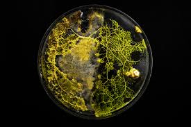 Attēlu rezultāti vaicājumam “Physarum luteolum young”