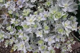 Attēlu rezultāti vaicājumam “Eryngium maritimum leaf”