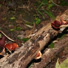 Attēlu rezultāti vaicājumam “Polyporus badius”