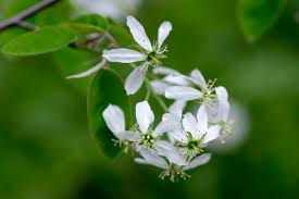 Attēlu rezultāti vaicājumam “Amelanchier spicata flower”