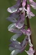 Attēlu rezultāti vaicājumam “Vicia tenuifolia flower”