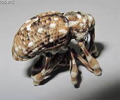 Attēlu rezultāti vaicājumam “Cribraria martinii stalked”